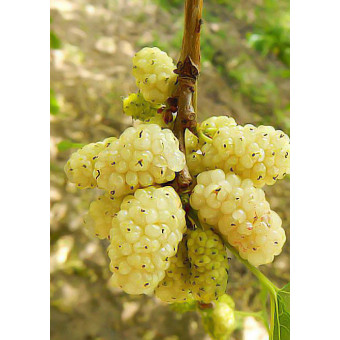 Шелковица белая крупноплодная Медовая